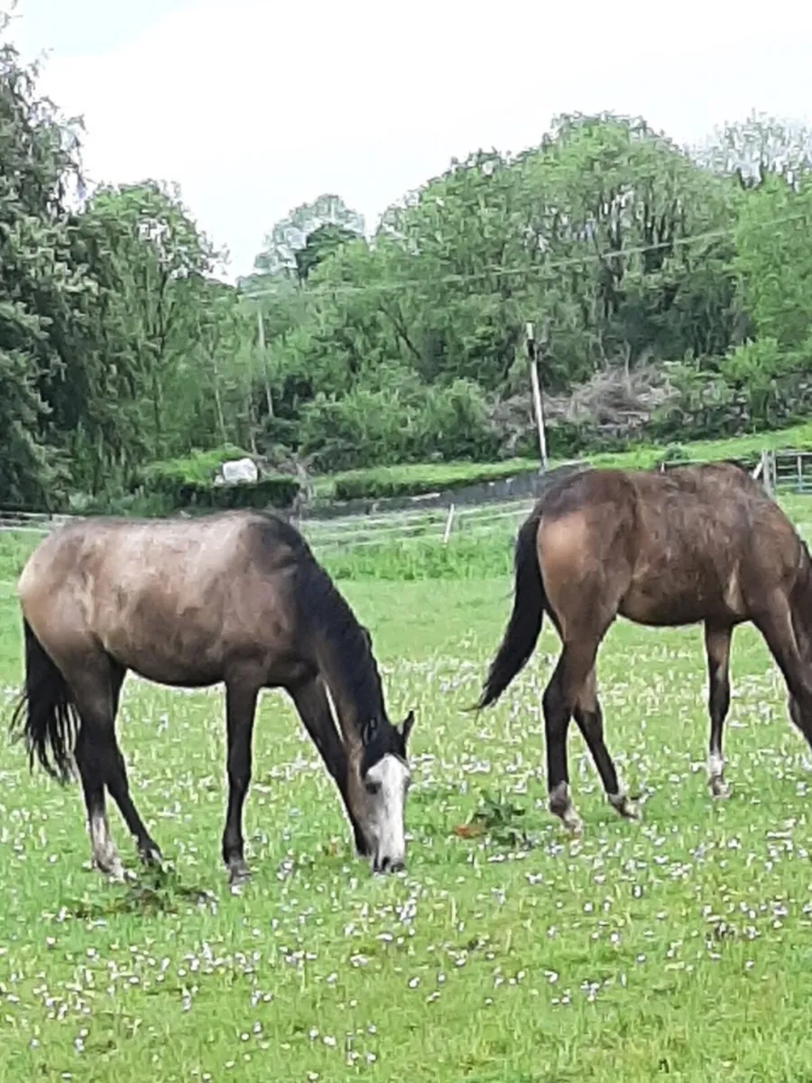 Equine - Image 1