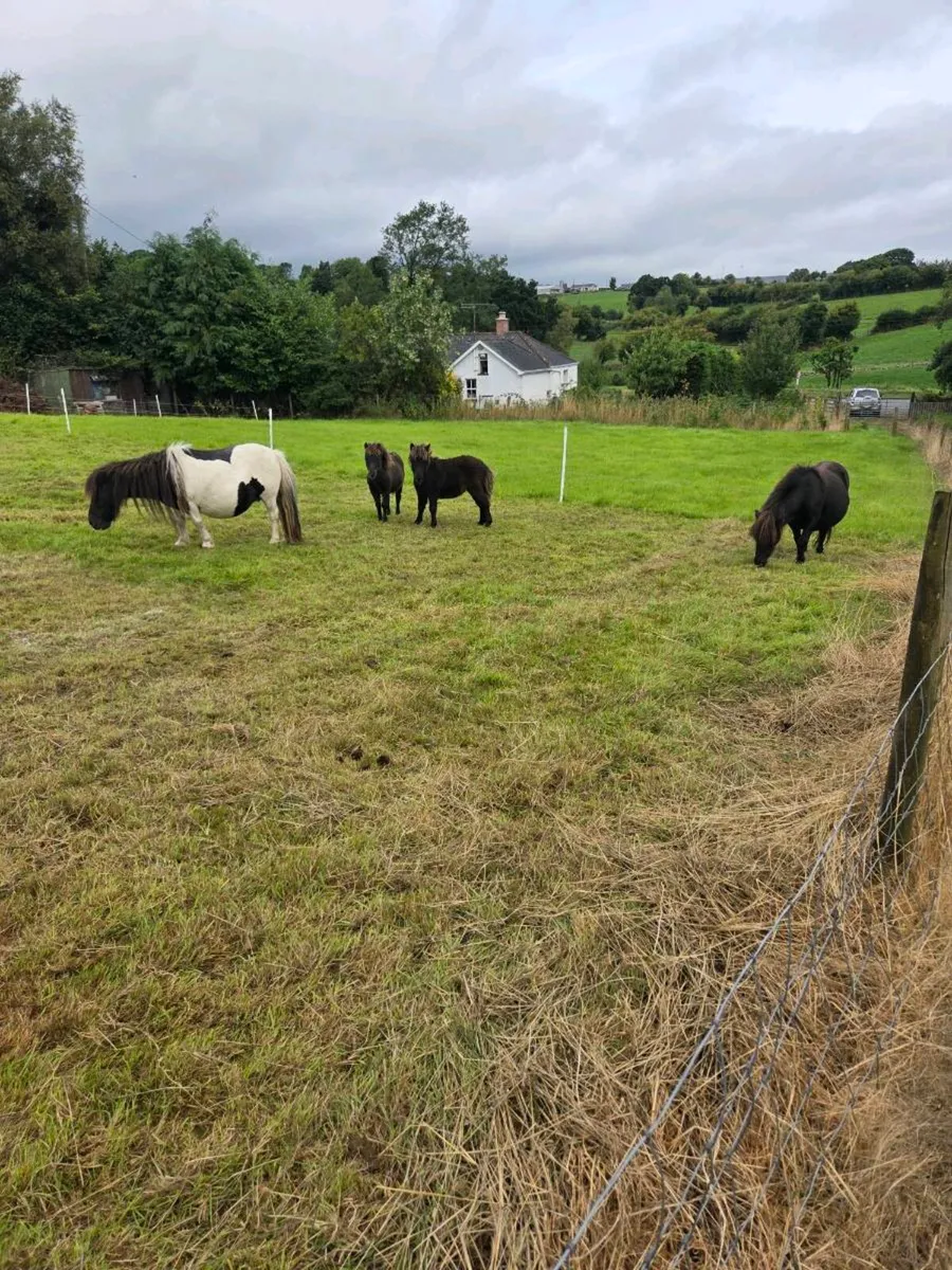 Purebred registered Shetland Mares. - Image 1