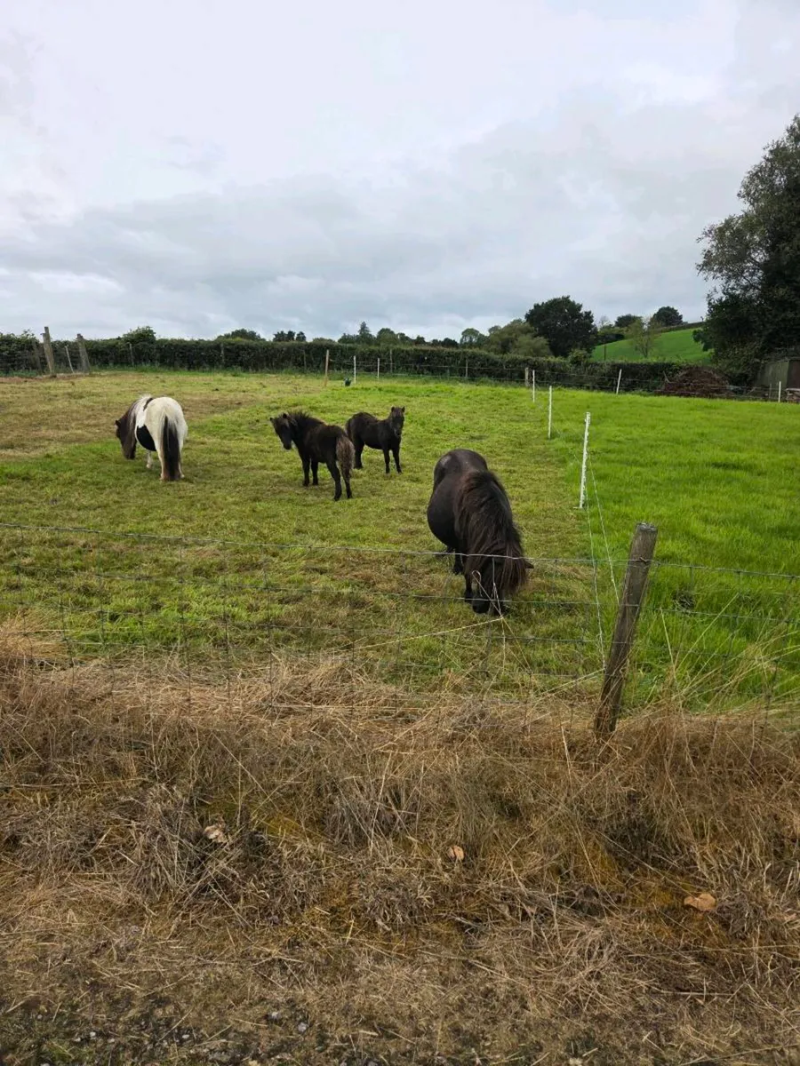 Purebred registered Shetland Mares. - Image 3