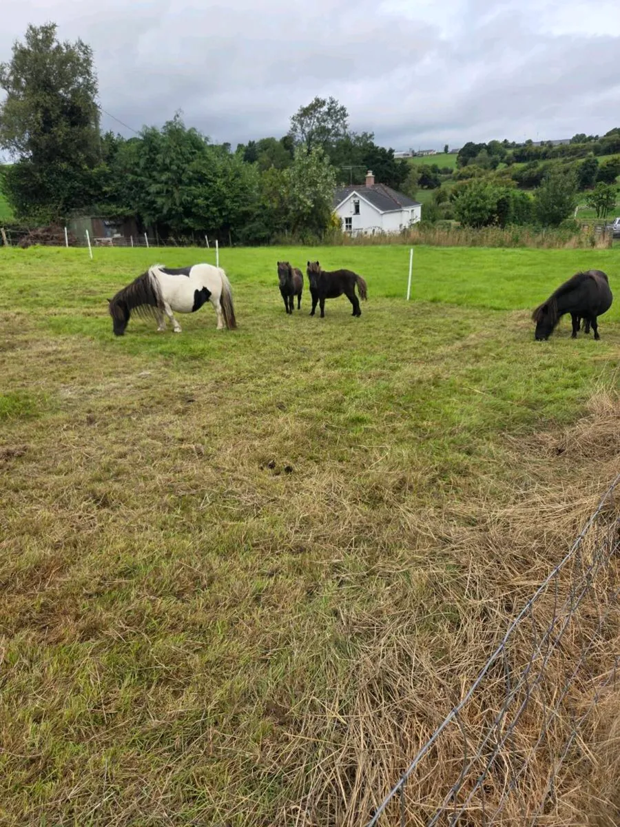 Purebred registered Shetland Mares. - Image 2