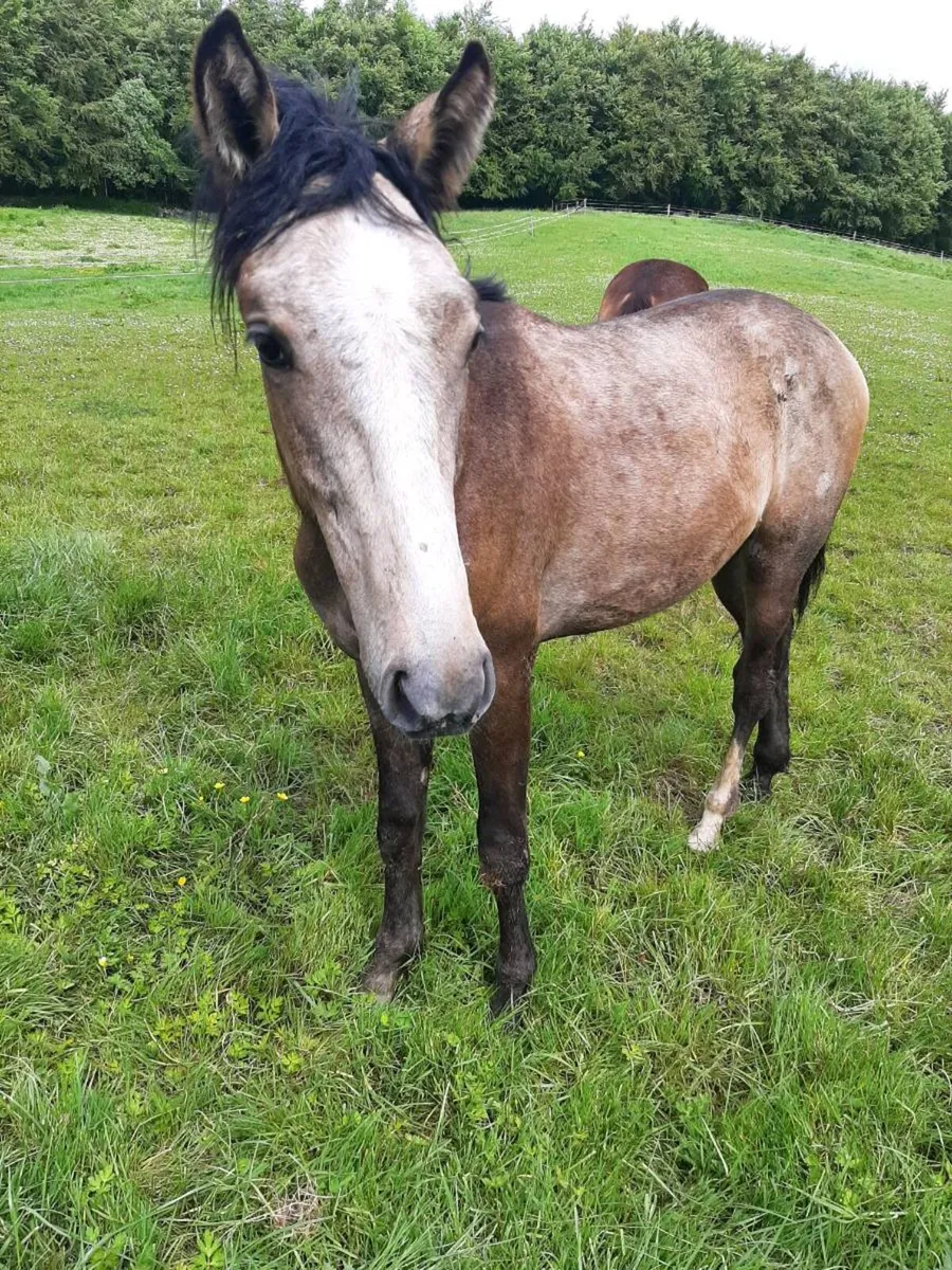Equine - Image 2