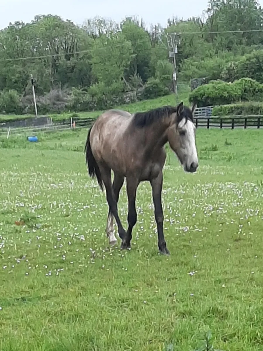 Equine - Image 3
