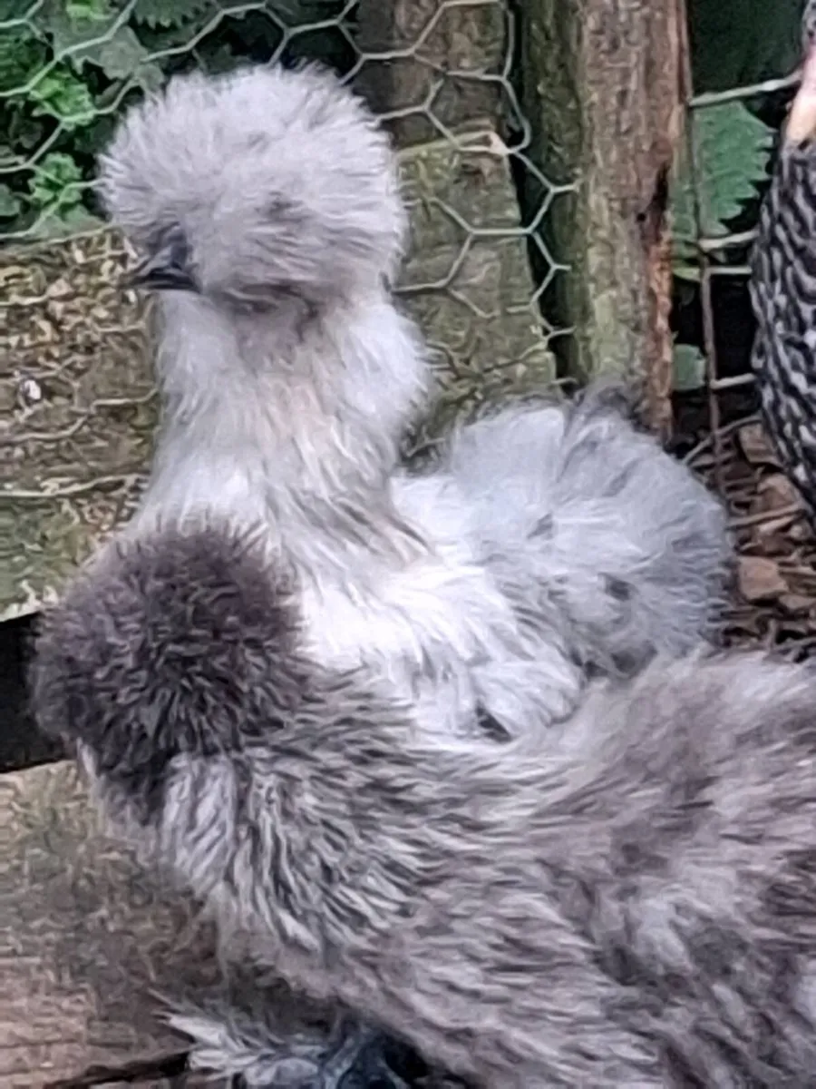 Cochin, silkies, polish ,Welsummer, Jap bantams - Image 4