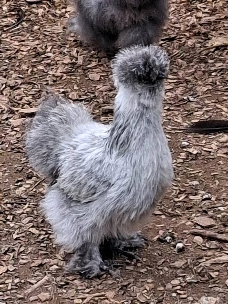 Cochin, silkies, polish ,Welsummer, Jap bantams - Image 1