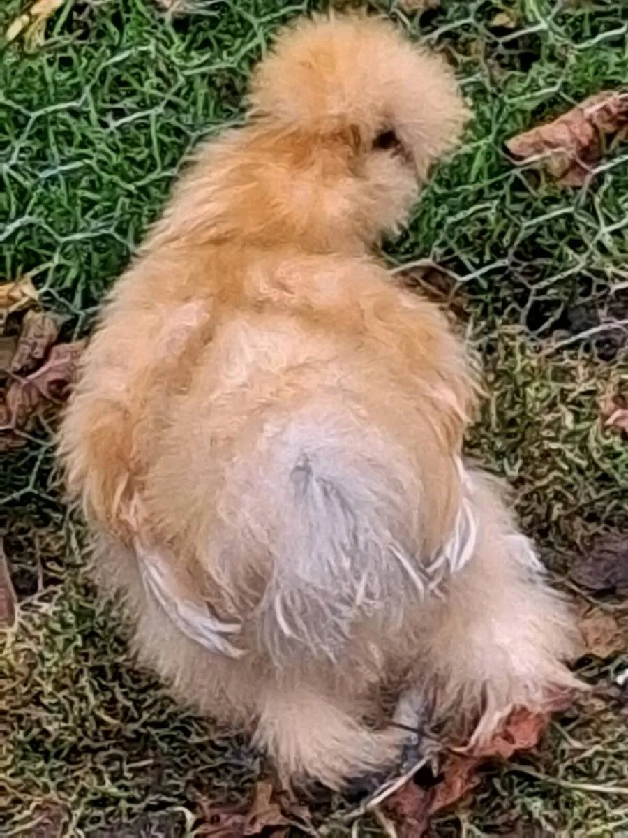 Cochin, silkies, polish ,Welsummer, Jap bantams - Image 2