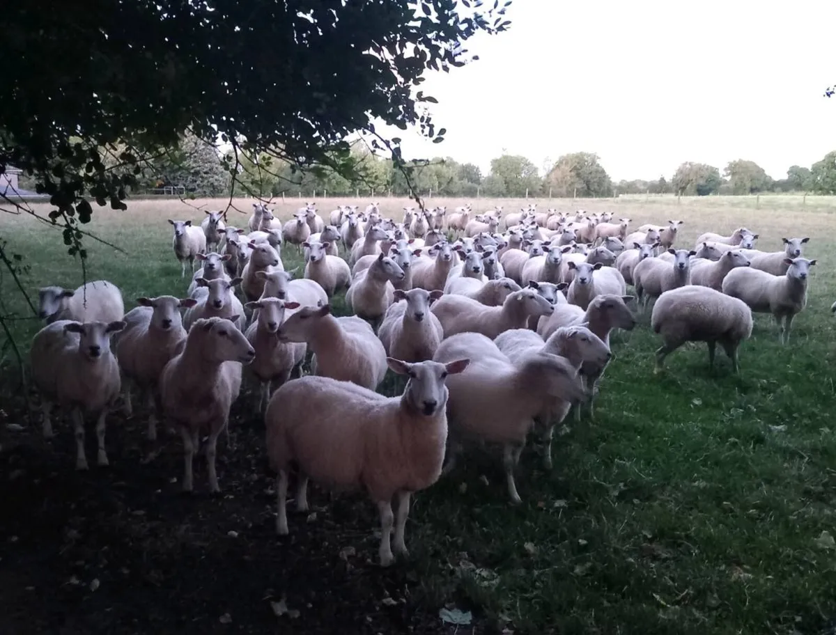 Tefrom Rams for Sale, New Zealand Maternal Sheep - Image 1
