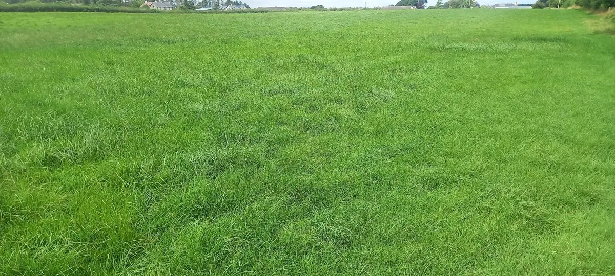 Silage - Image 2