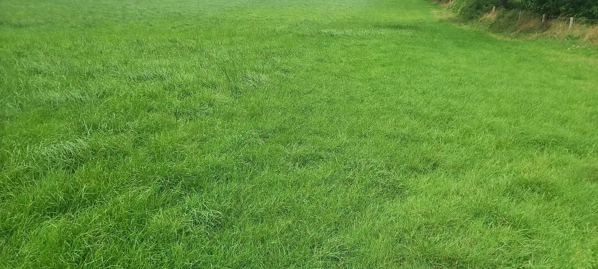 Silage - Image 1