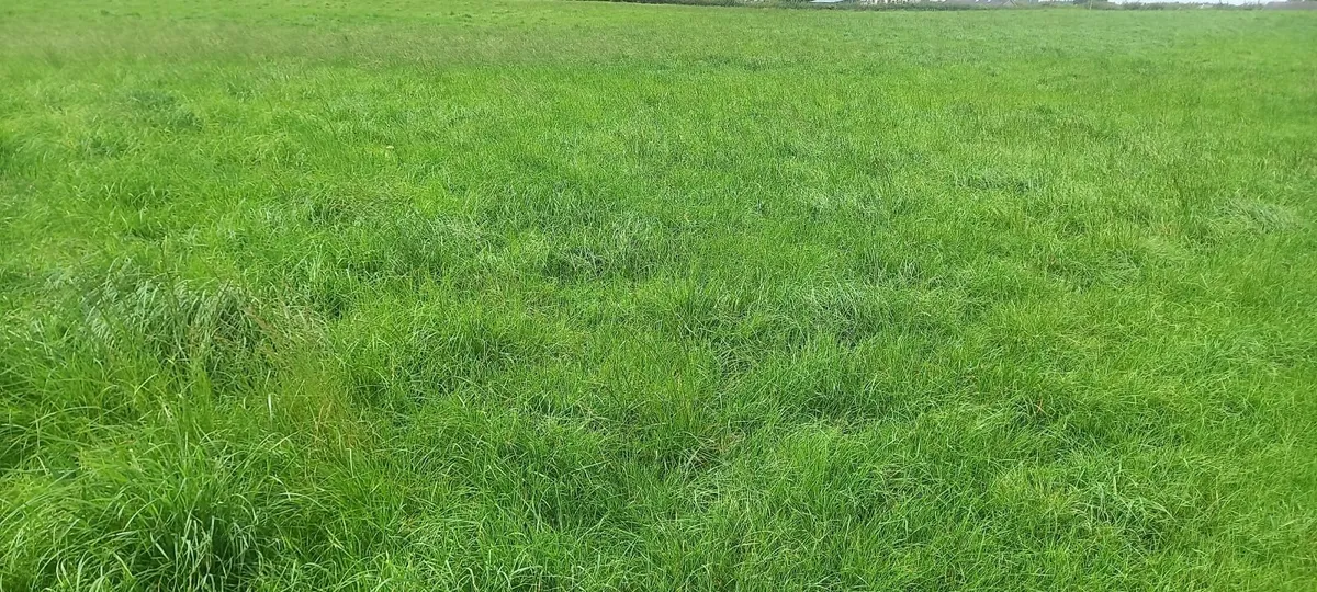 Silage - Image 3