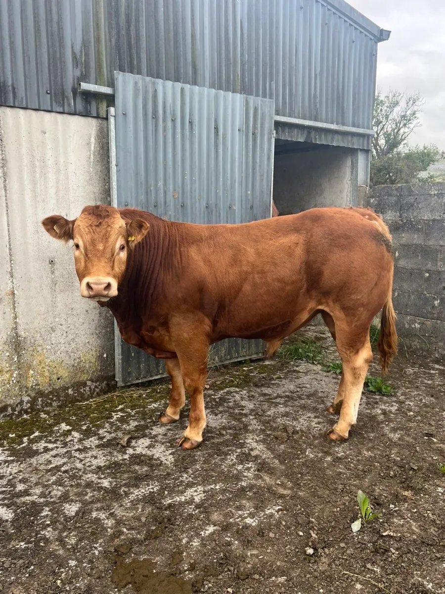 Limousin Bull - Image 4
