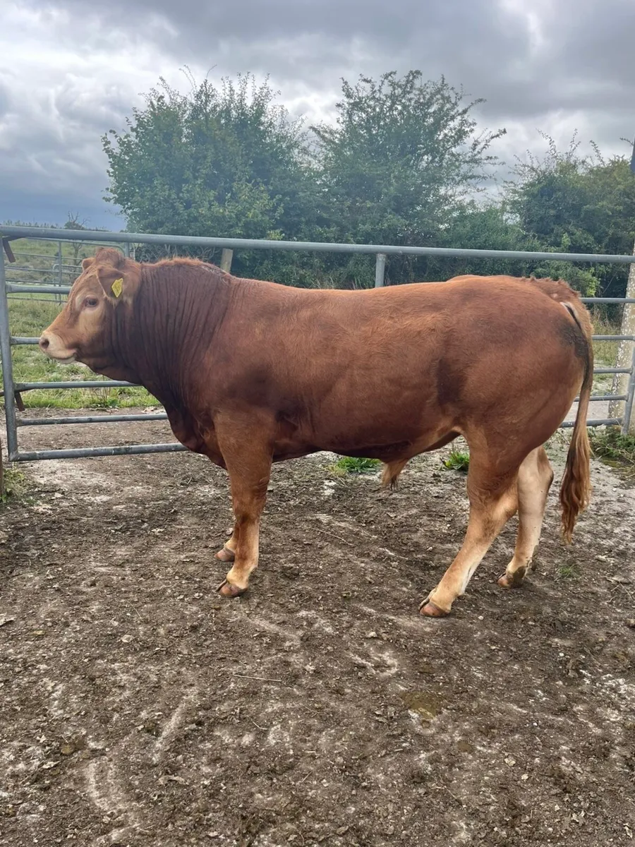 Limousin Bull - Image 3