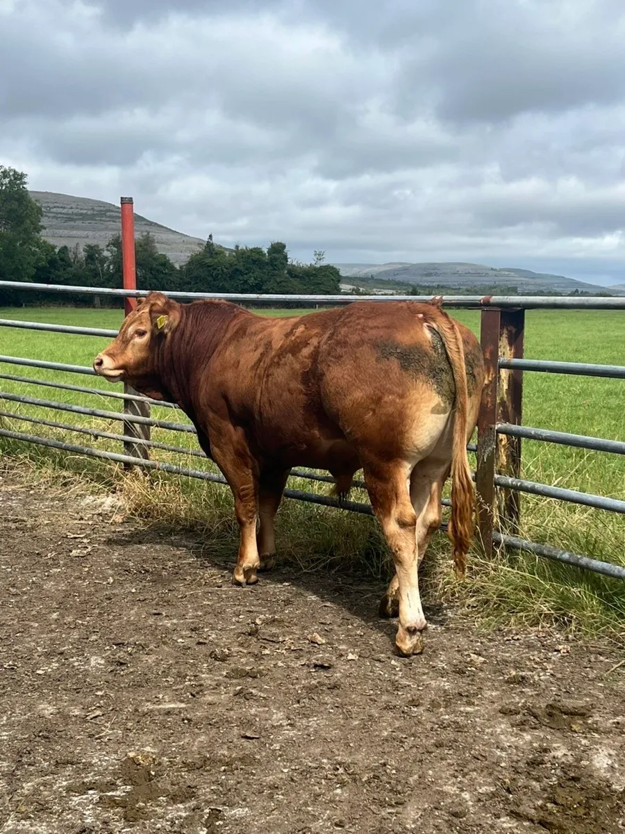 Limousin Bull - Image 1