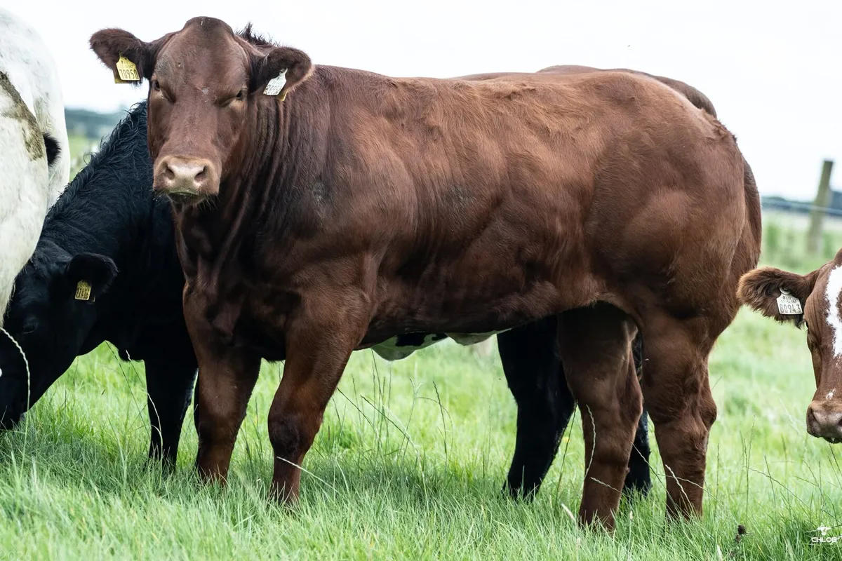 Show heifer for Gort Mart - Image 1