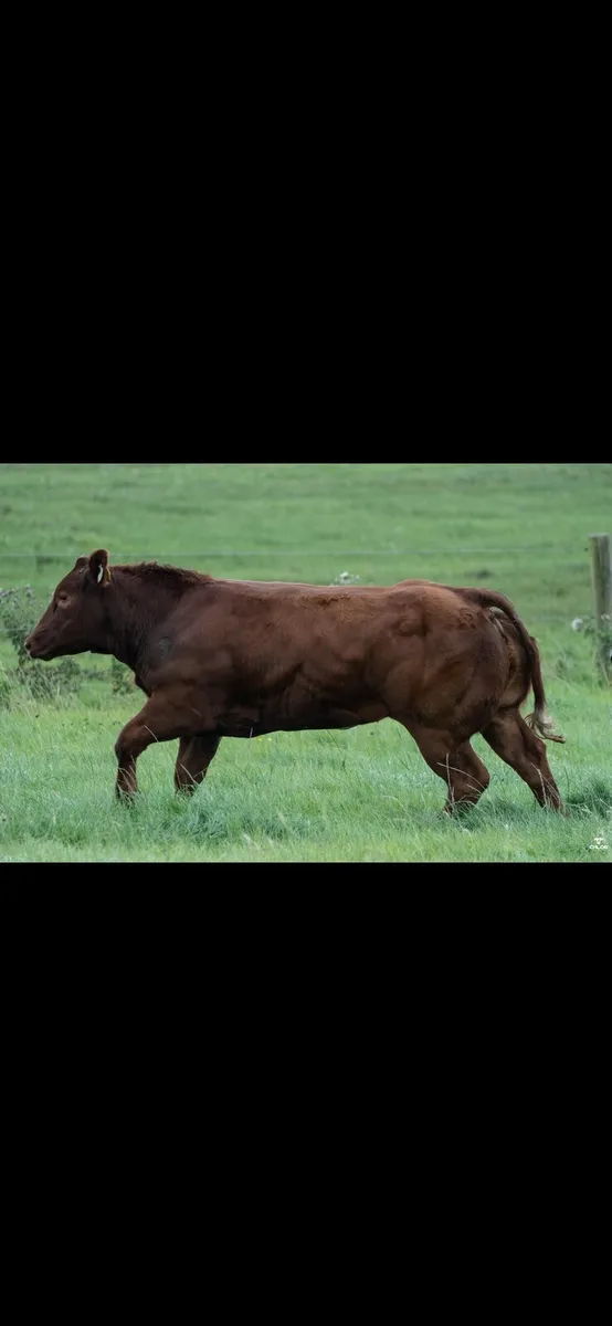 Show heifer for Gort Mart - Image 2