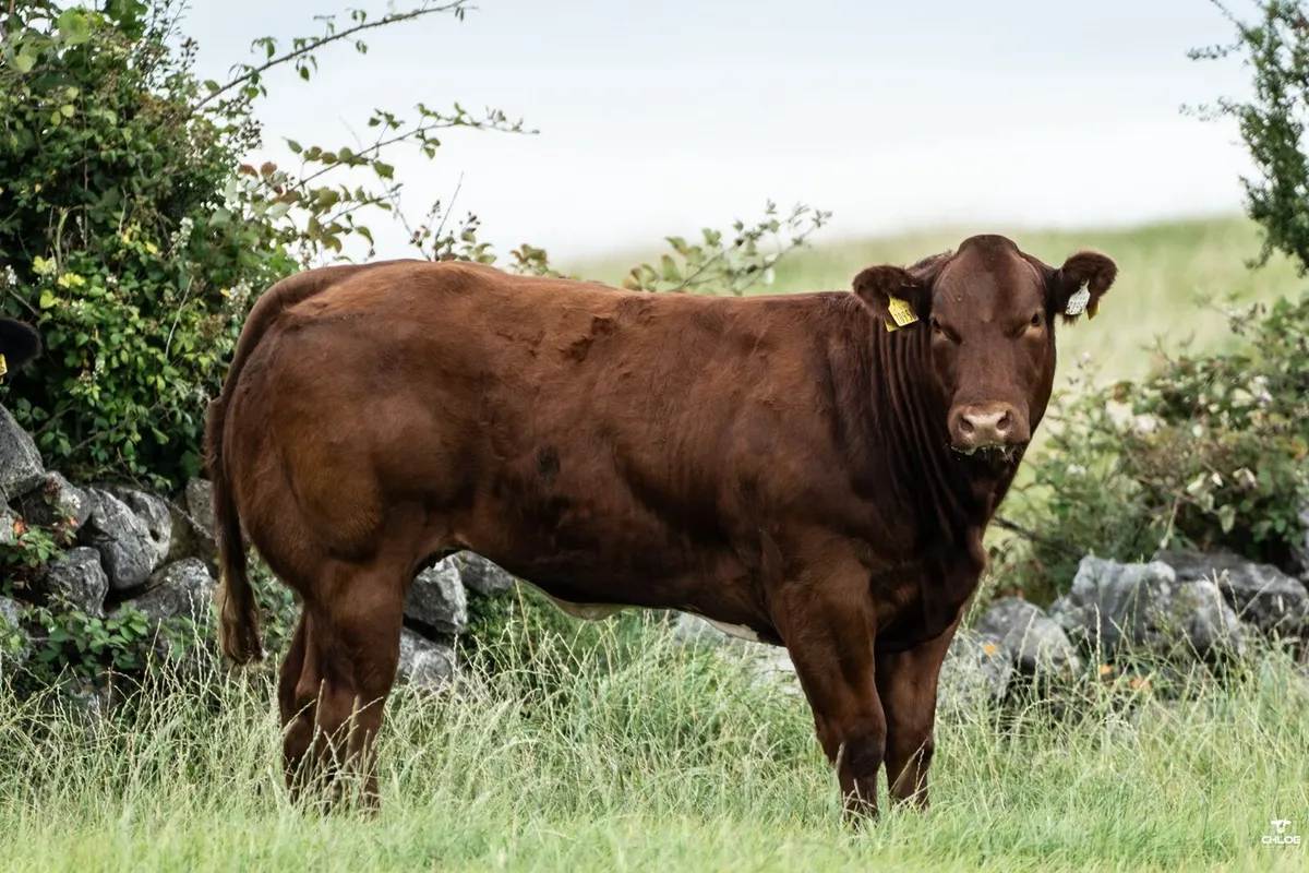 Show heifer for Gort Mart - Image 3