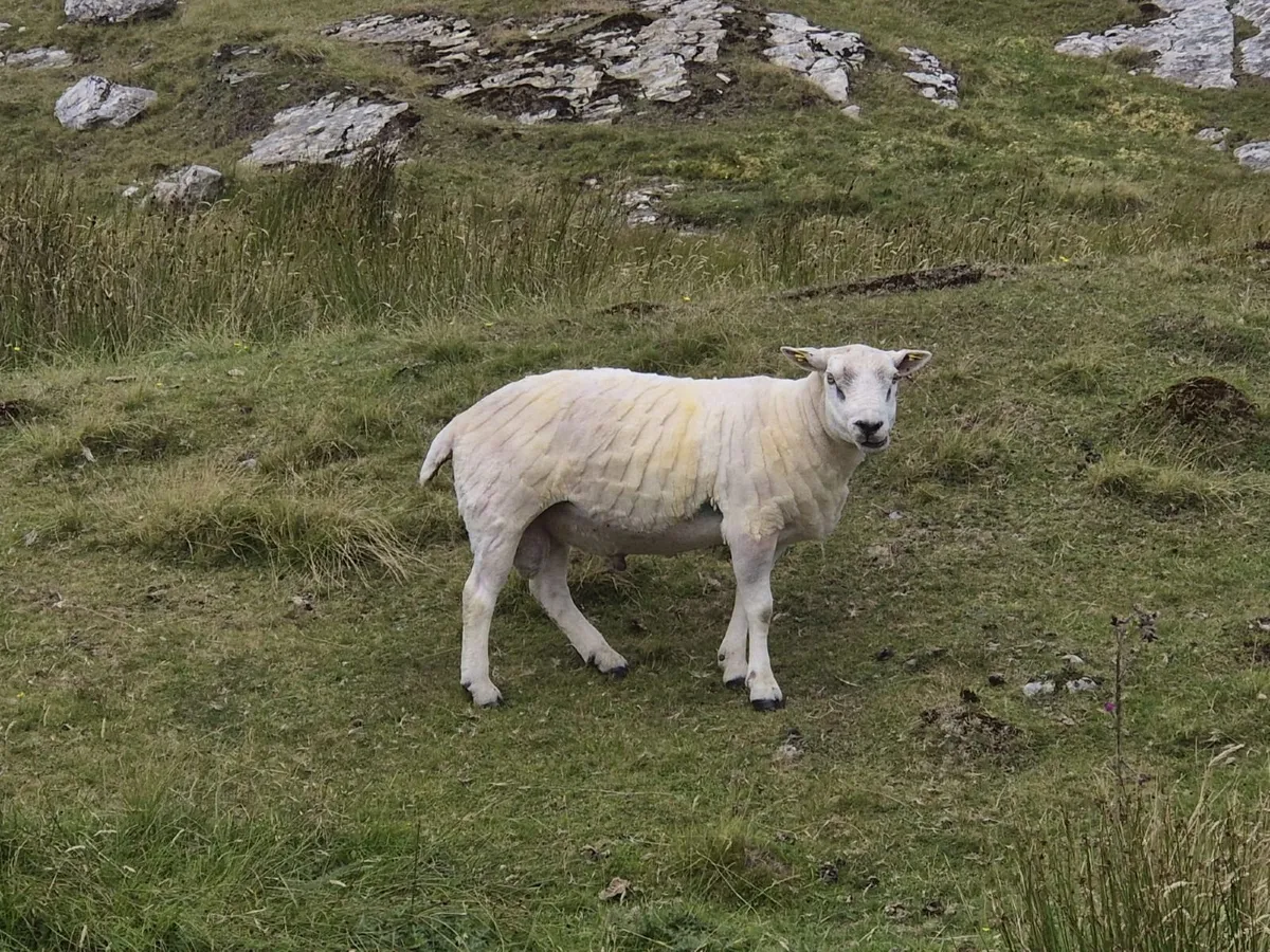 Texel 2 yr old ram - Image 2