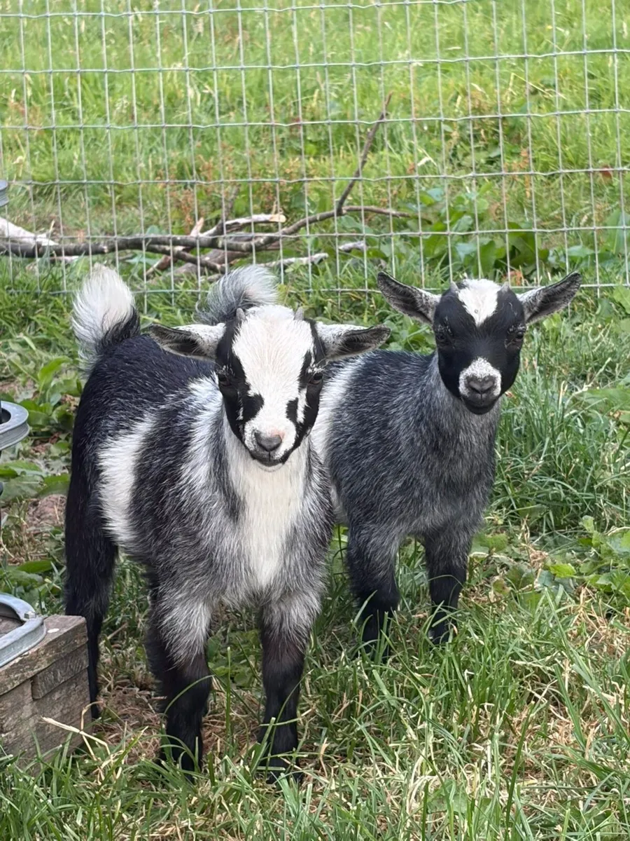 Pedigree Female Pygmy Goats - Image 1