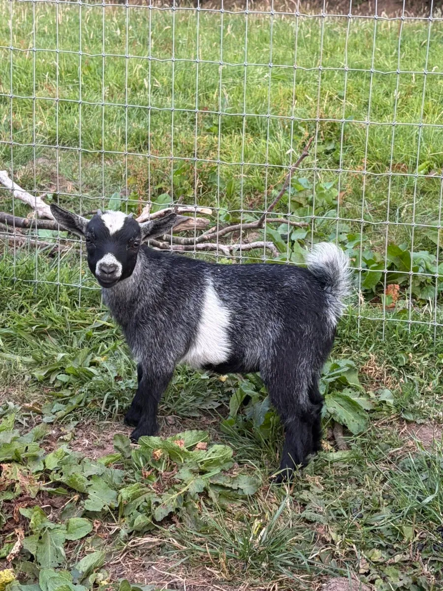 Pedigree Female Pygmy Goats - Image 2