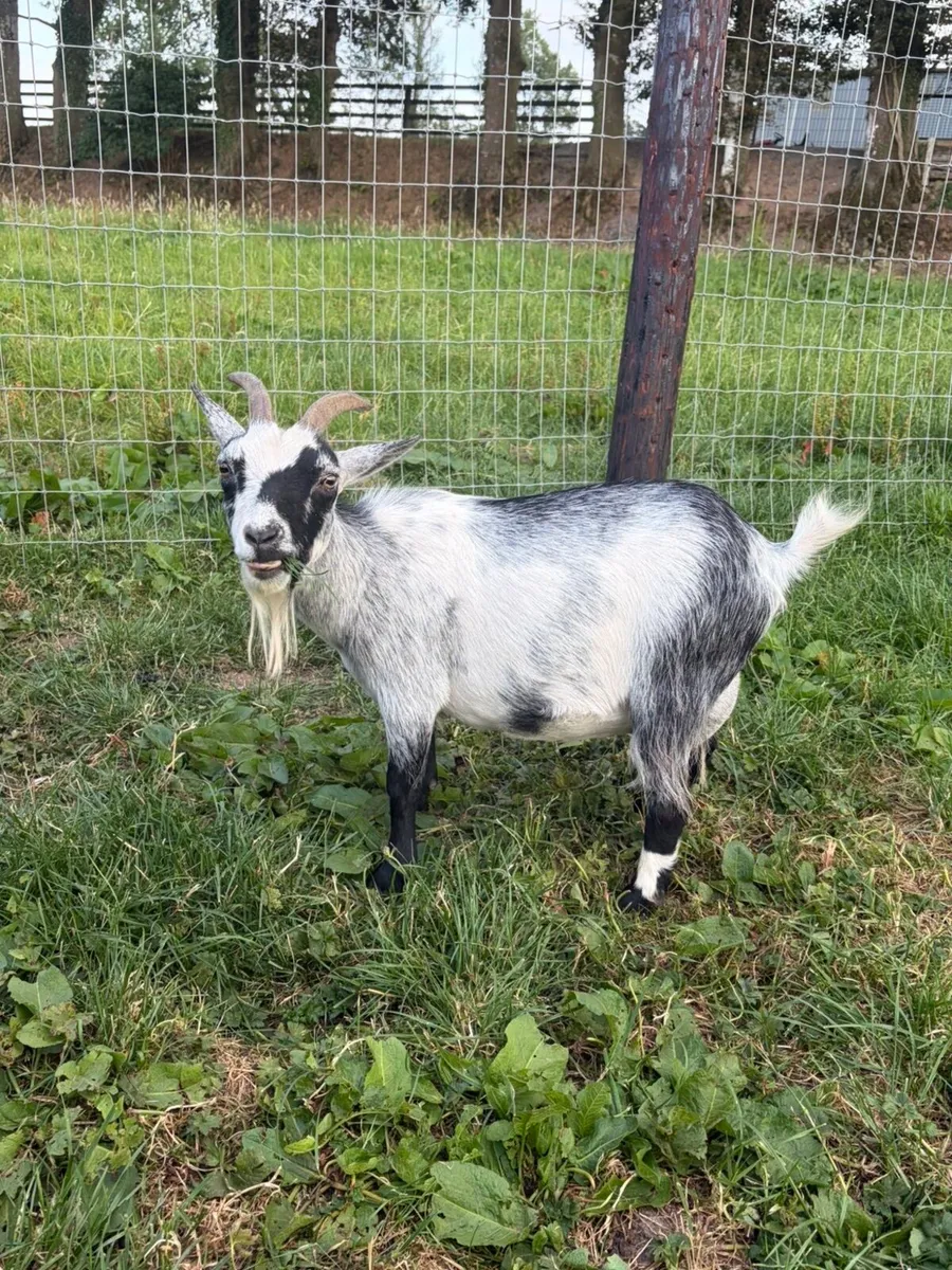 Pedigree Female Pygmy Goats - Image 4