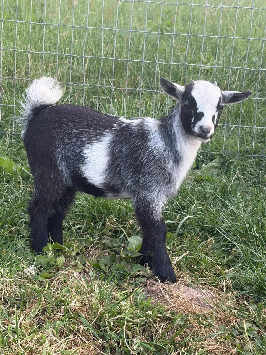 Pedigree Female Pygmy Goats - Image 3