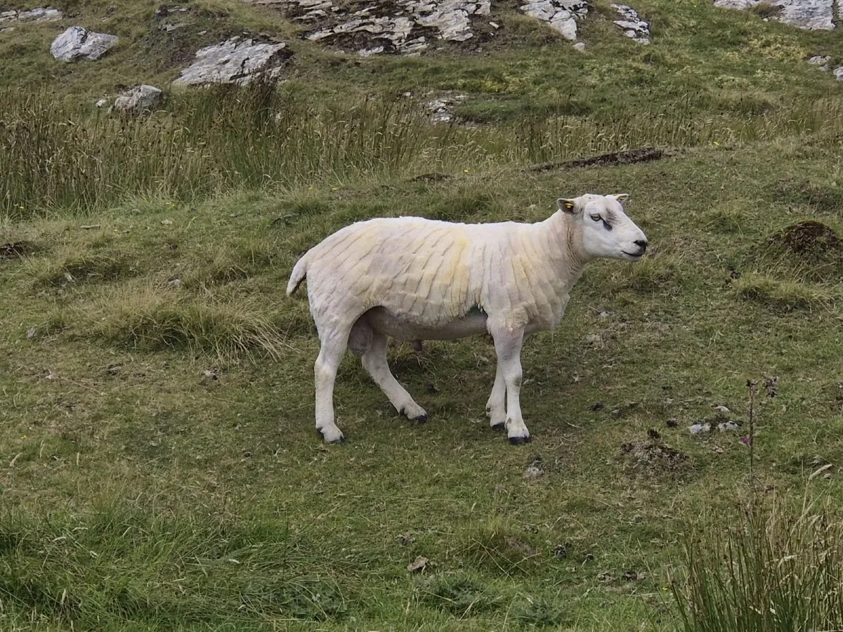 Texel 2 yr old ram - Image 3