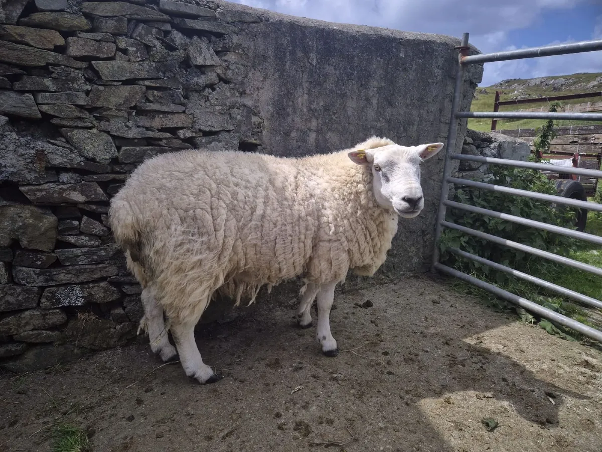 Texel 2 yr old ram - Image 4