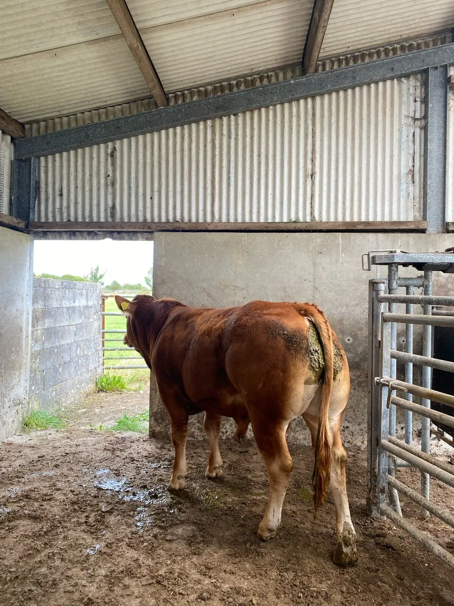 Limousin Bull - Image 2