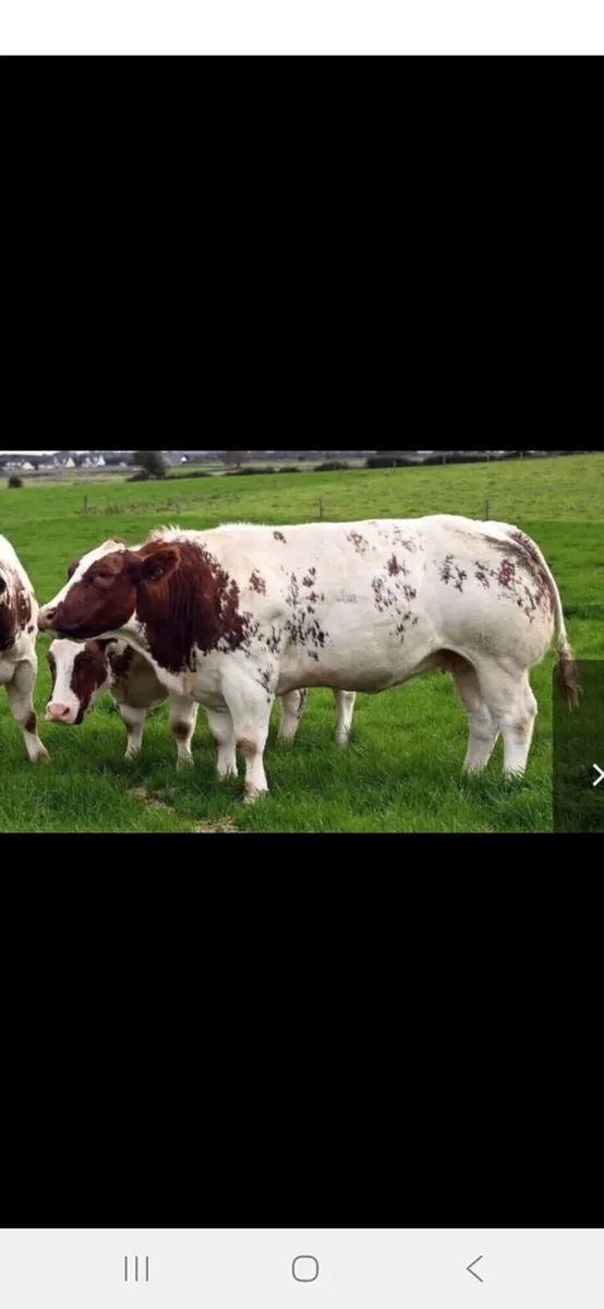 Show heifer for Gort Mart - Image 4
