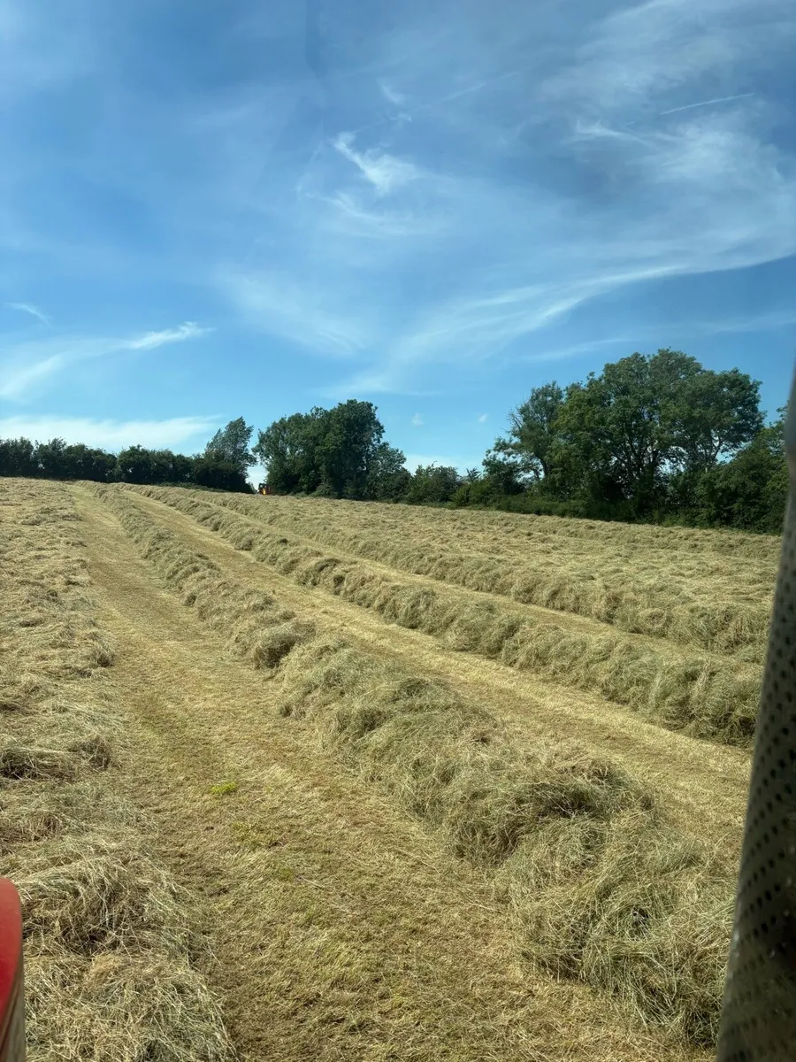**Top quality horse haylage** - Image 3