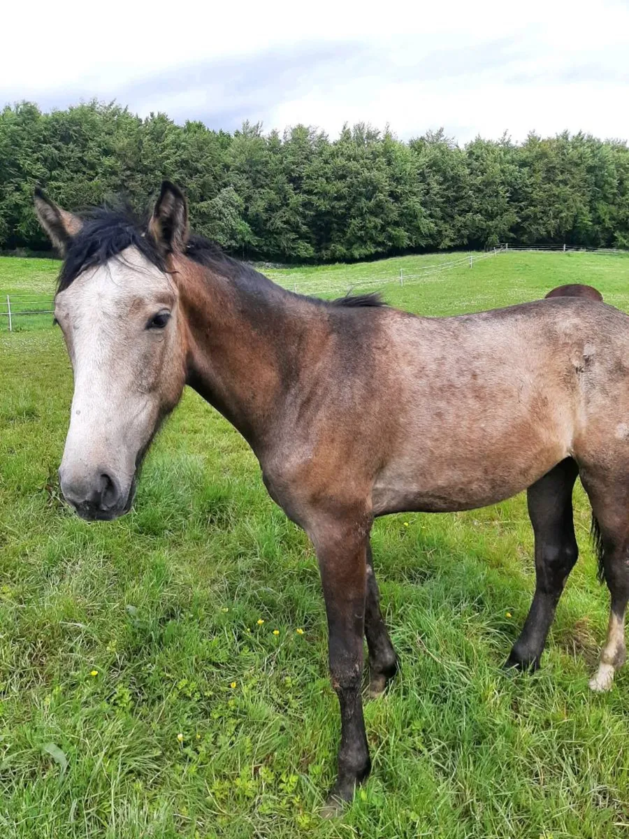 Equine - Image 1