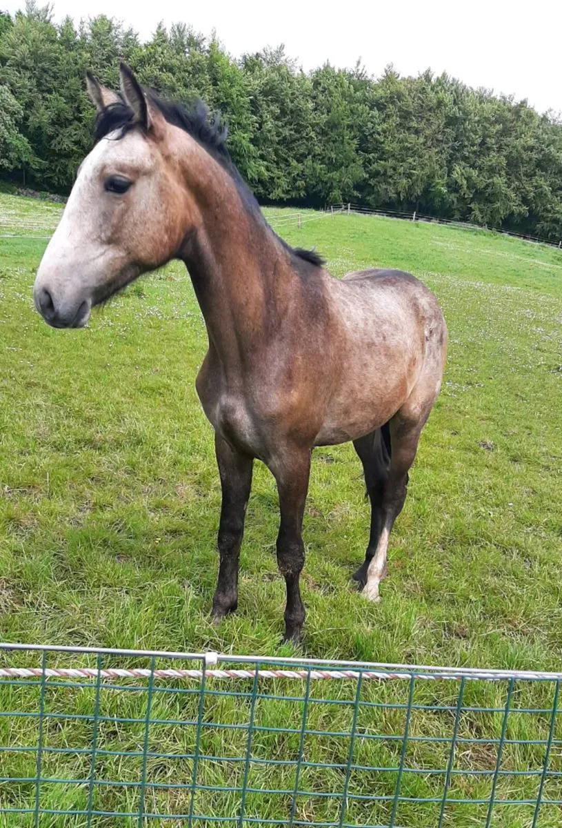 Equine - Image 2