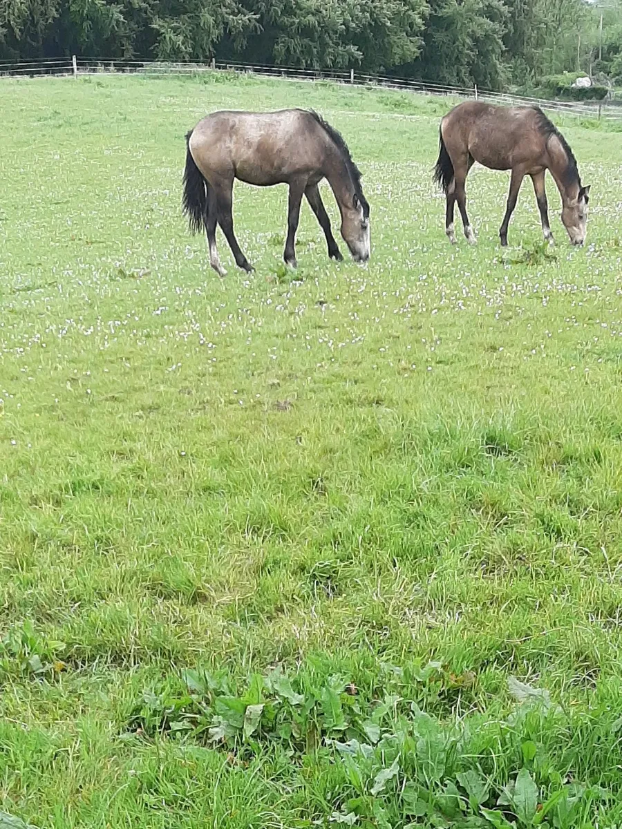 Equine - Image 4