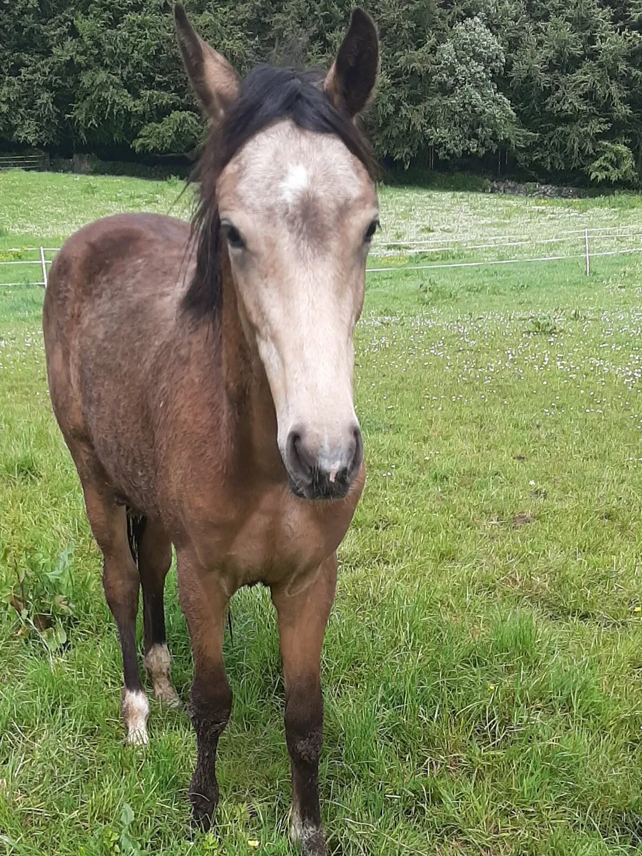 Equine - Image 3