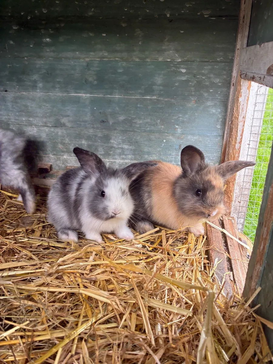 Rabbits - Image 1