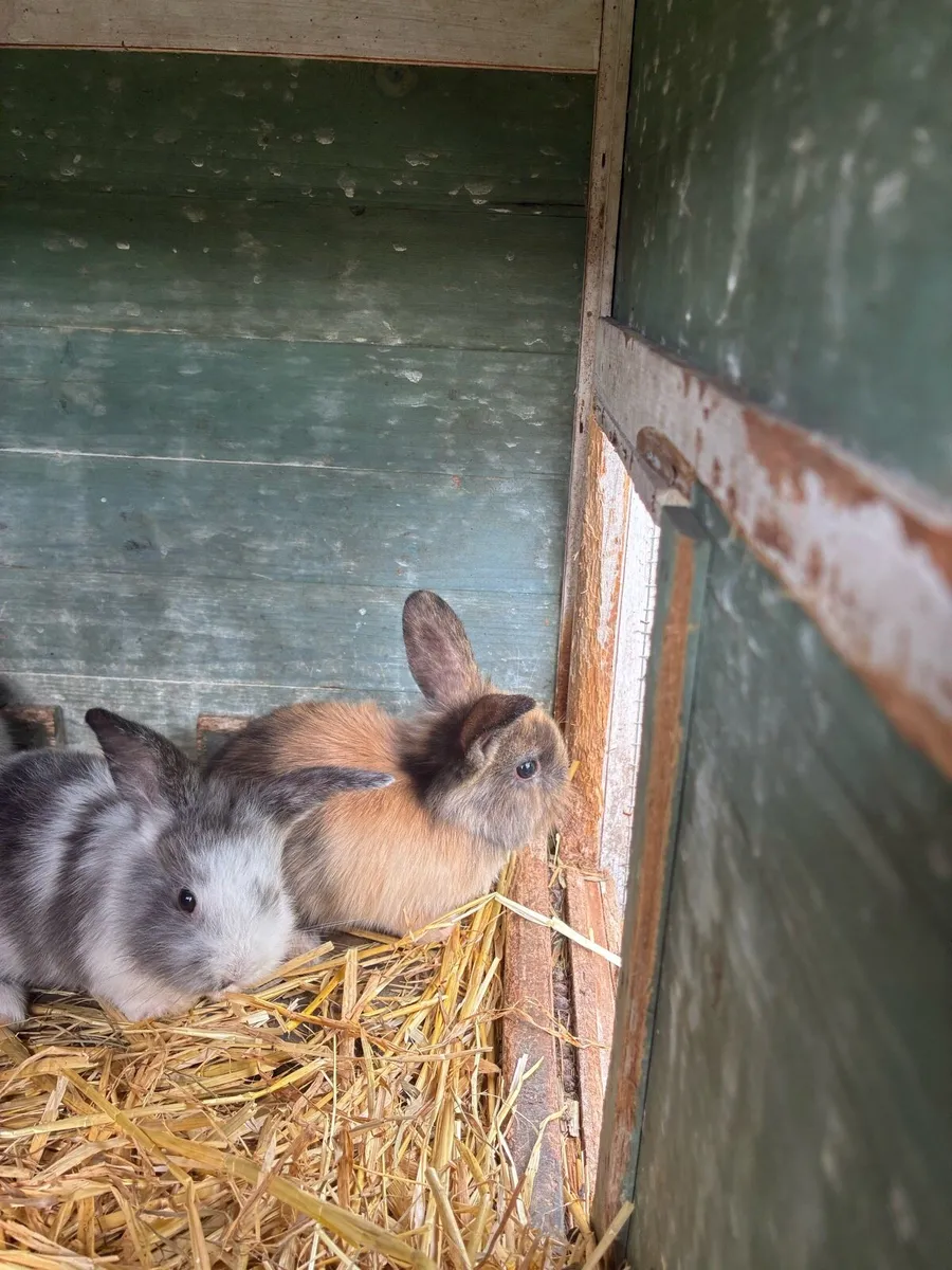 Rabbits - Image 2