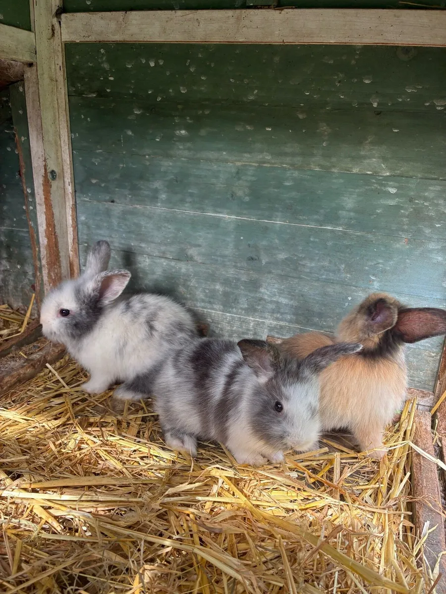Rabbits - Image 3