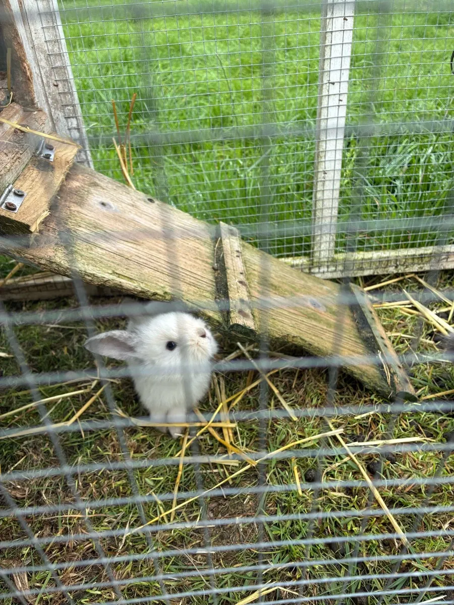 Rabbits - Image 4