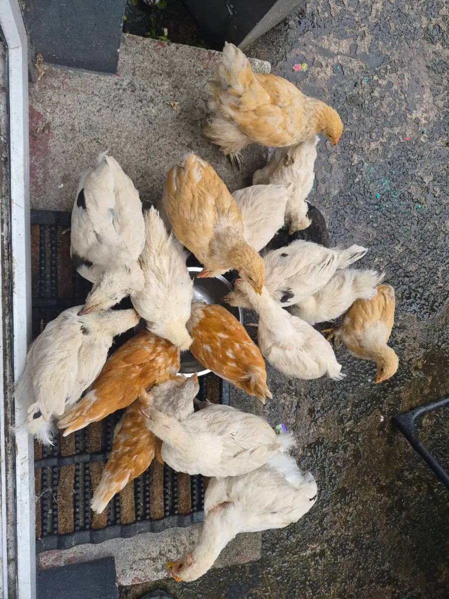 8 week old chicks - Image 1