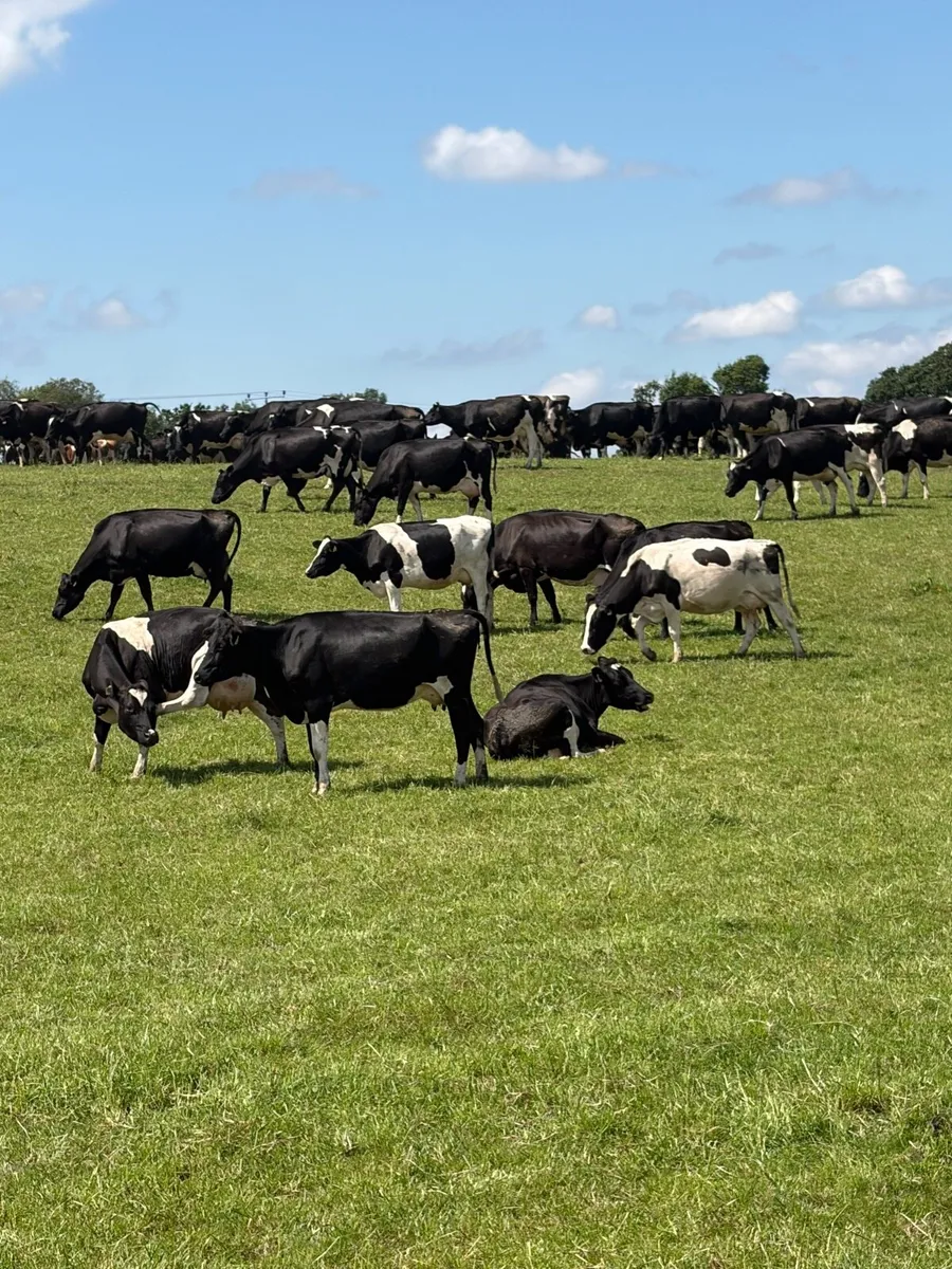 milking cows scanned Empty