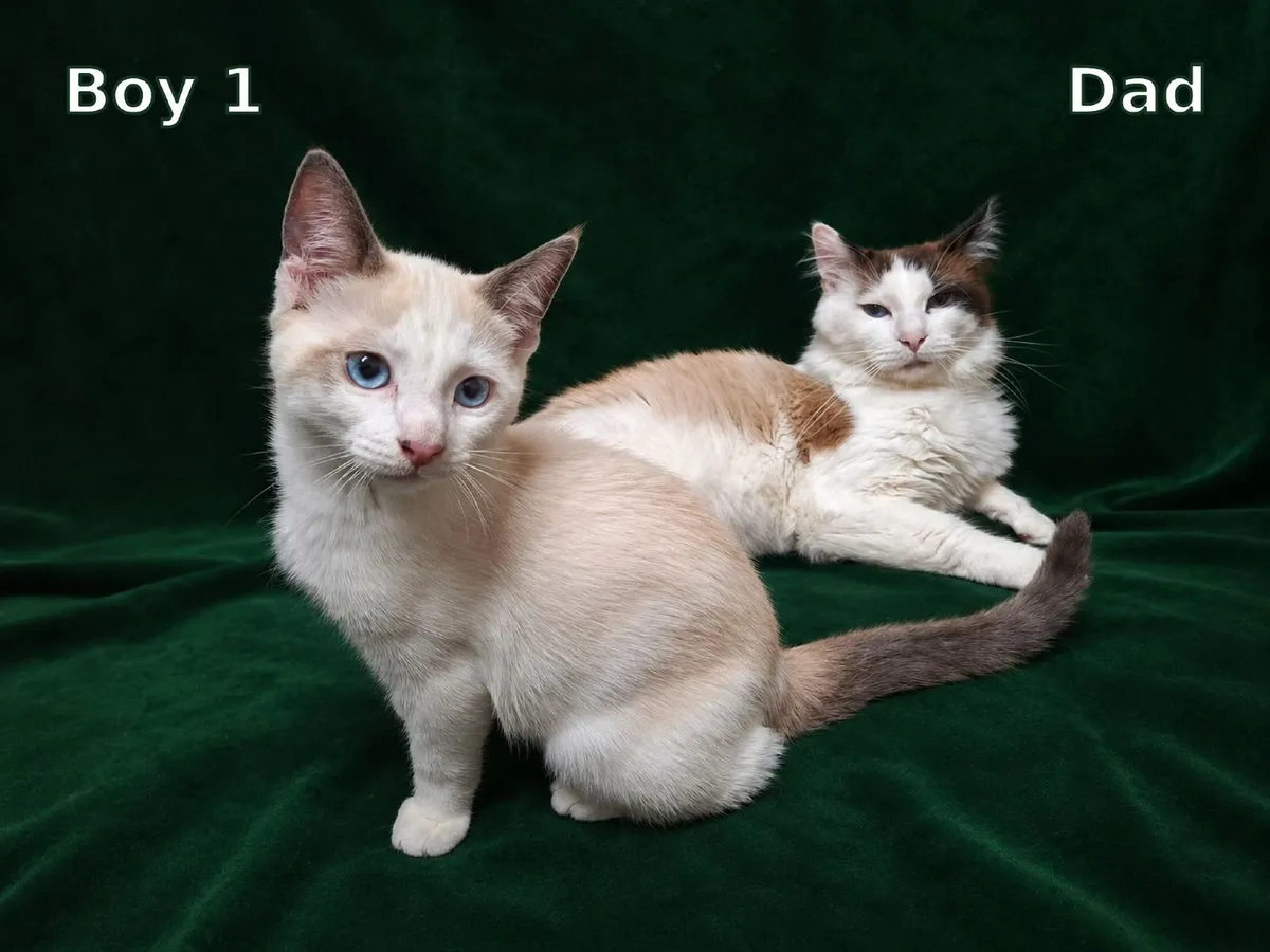 Purebreed ragdoll kittens - Image 1