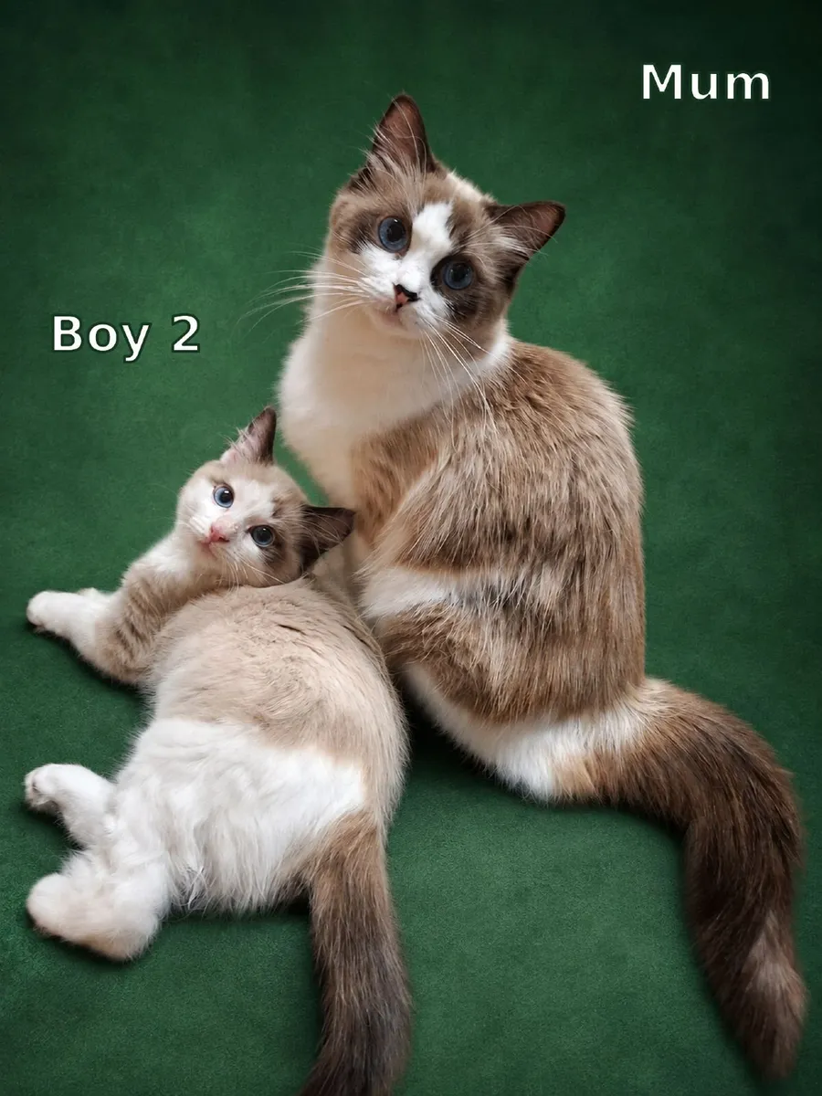 Purebreed ragdoll kittens - Image 2