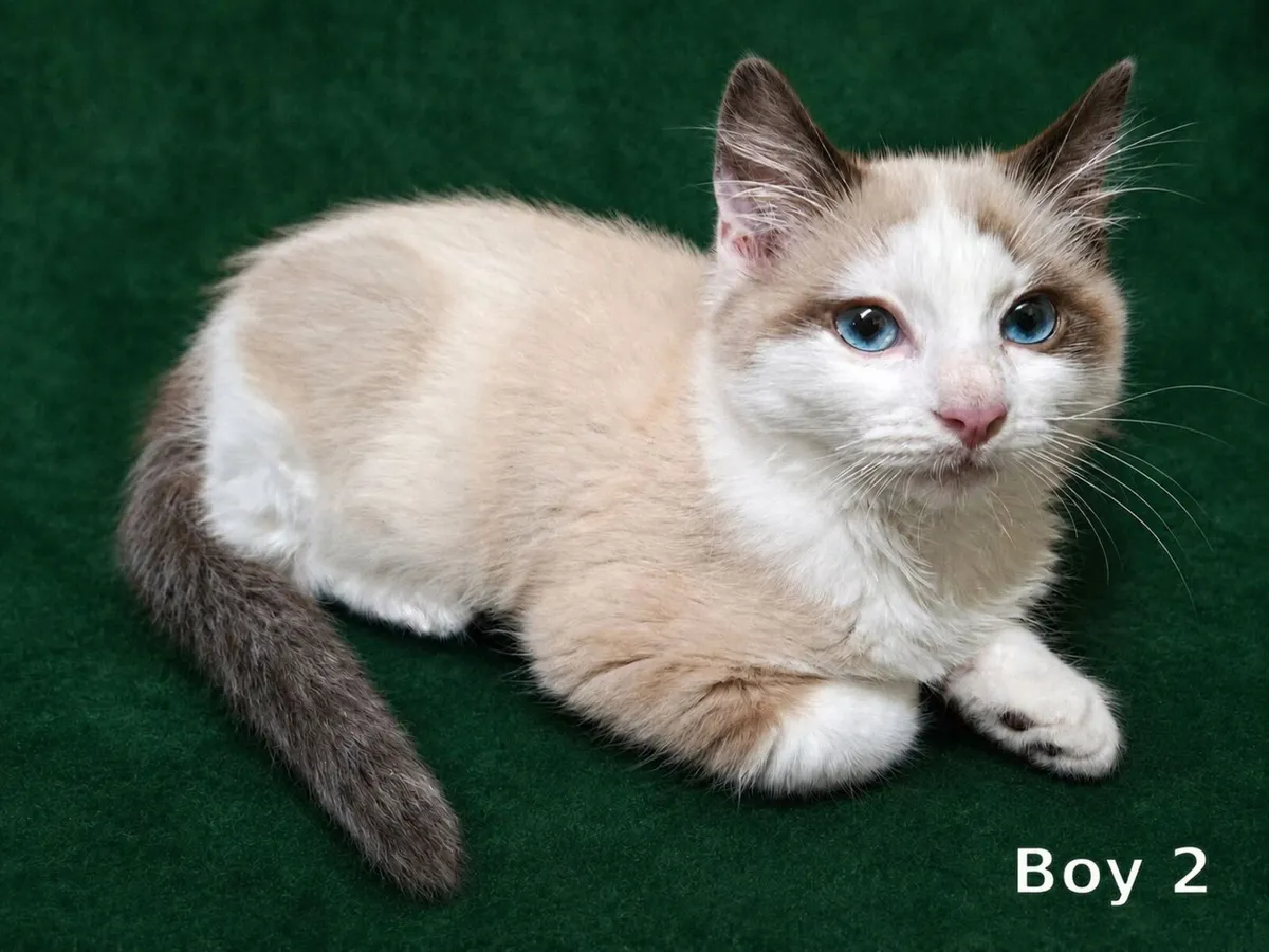 Purebreed ragdoll kittens - Image 3