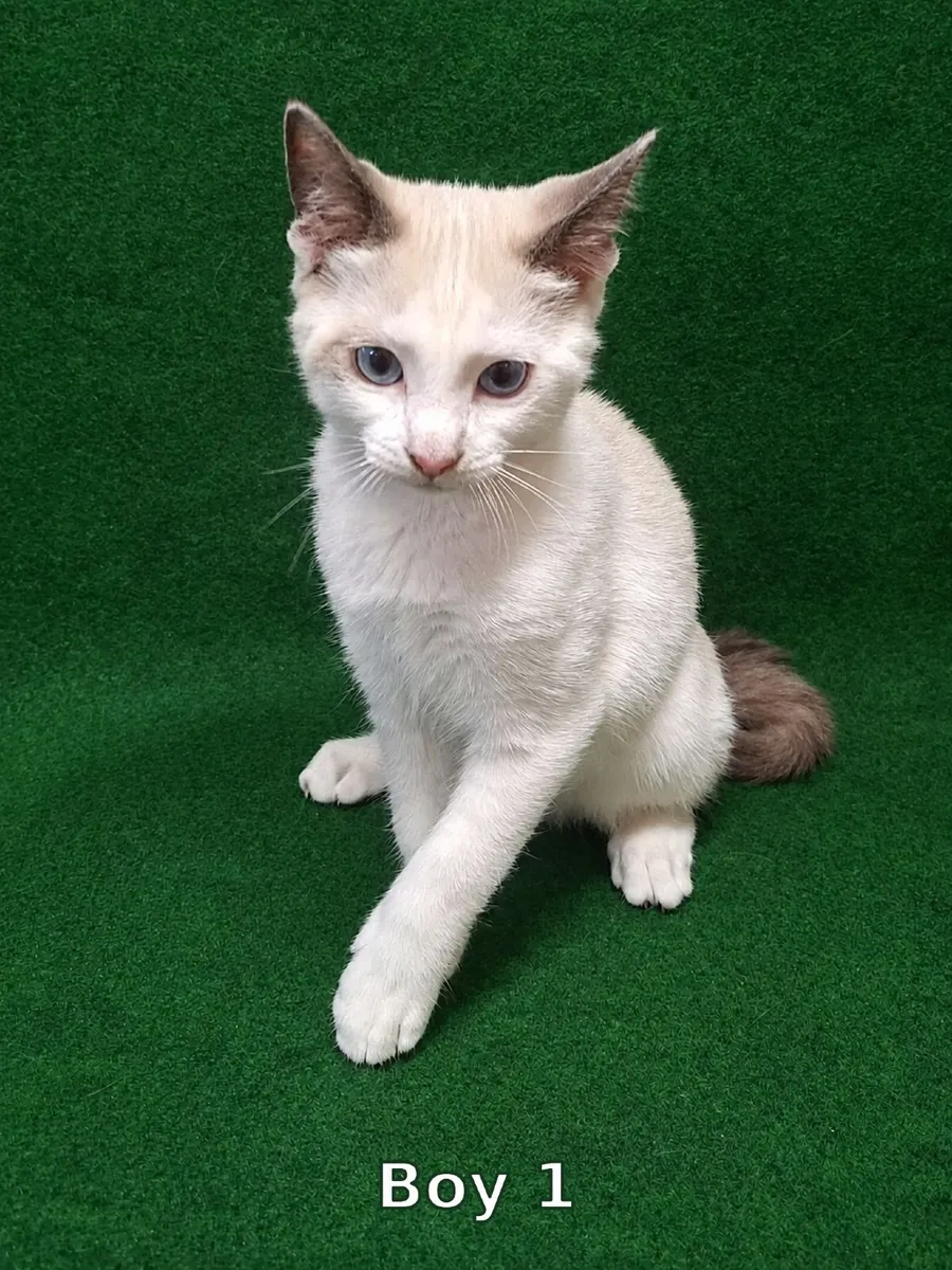 Purebreed ragdoll kittens - Image 4