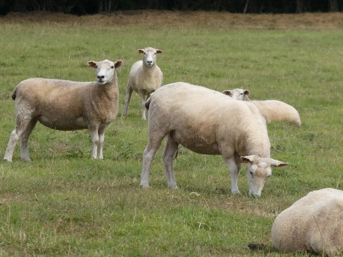 Tefrom Rams for Sale, New Zealand Maternal Sheep - Image 3