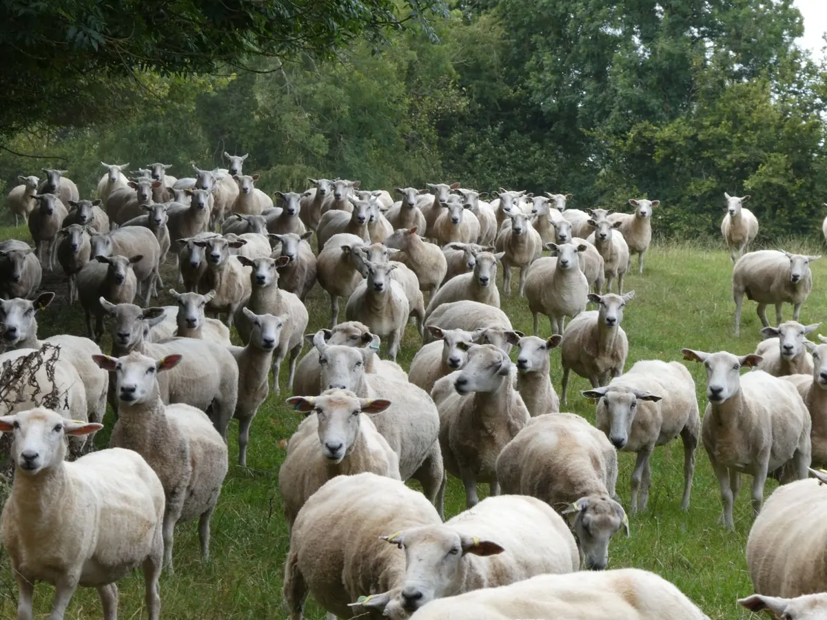 Tefrom Rams for Sale, New Zealand Maternal Sheep - Image 2