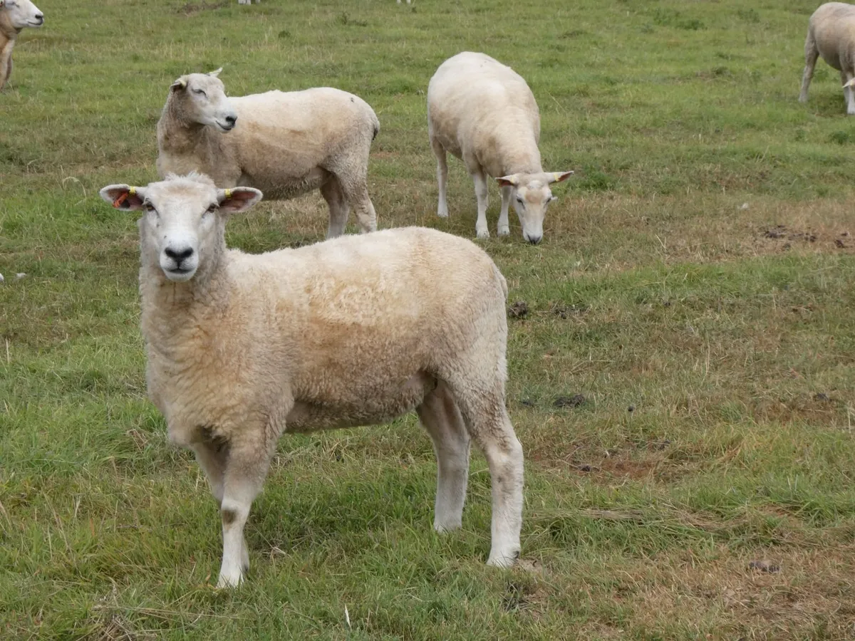 Tefrom Rams for Sale, New Zealand Maternal Sheep - Image 4