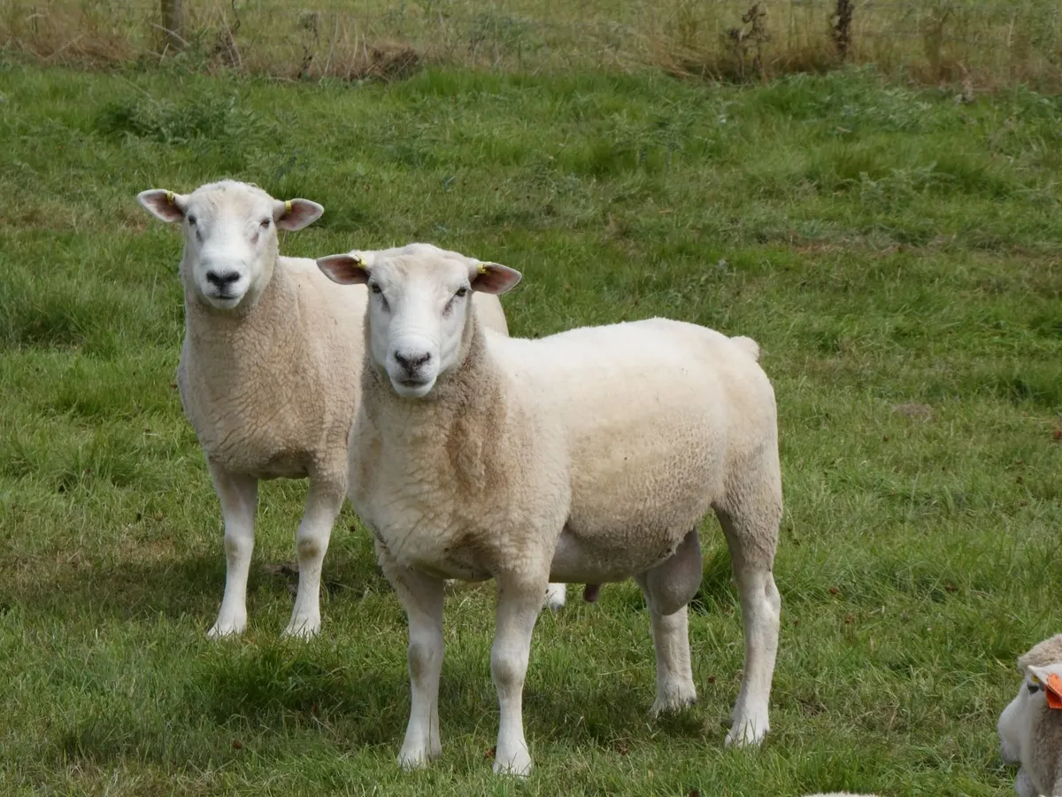 Tefrom Rams for Sale, New Zealand Maternal Sheep - Image 1