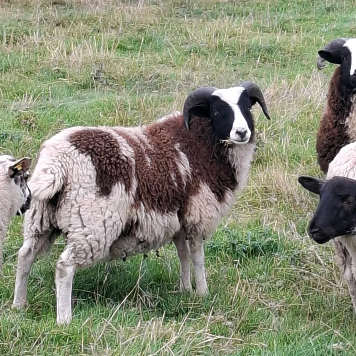 Jacob Ram Lambs - Image 1