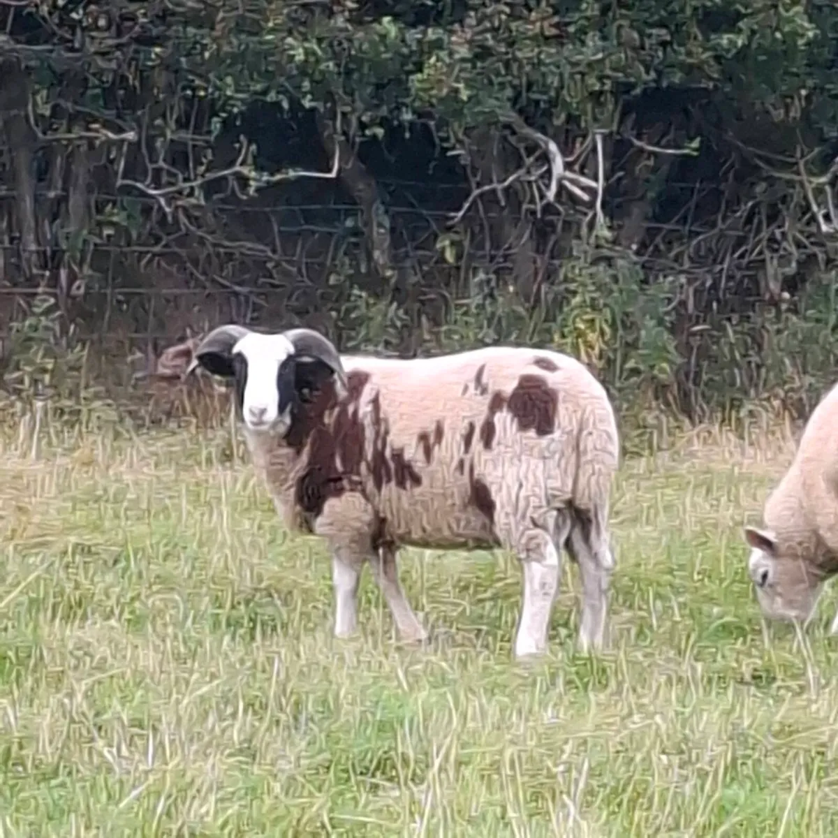 Jacob Ram Lambs - Image 2