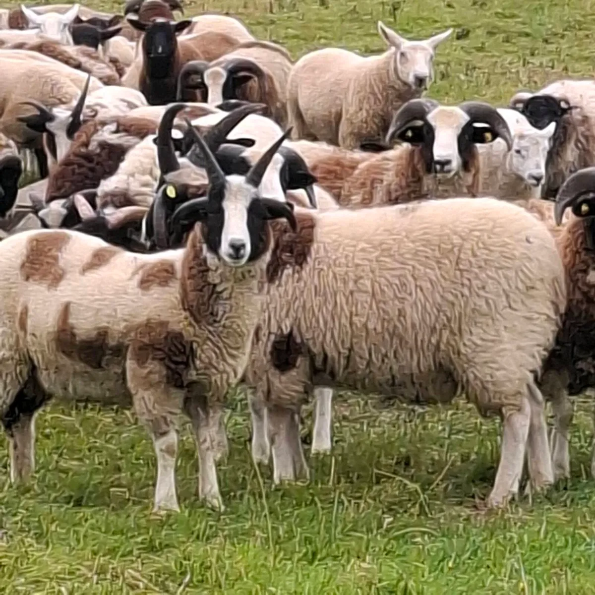 Jacob Ram Lambs - Image 3